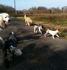 ANIMAXITTING-socialisation-promenade-chiens.jpg