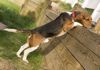 ANIMAXITTING-Comportement-Beagle-Fugueur.jpg