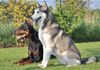 ANIMAXITTING-Comportement-Doberman-Husky.jpg