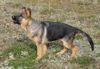 ANIMAXITTING-education-canine-aboiements.jpg
