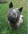 ANIMAXITTING-Clients-CairnTerrier-Early.jpg