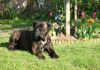 ANIMAXITTING-Clients-CaneCorso-Bosco.jpg