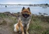 ANIMAXITTING-Clients-Eurasier-Cipay.jpg