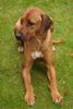 ANIMAXITTING-Clients-Rhodesian-RidgeBack-Jua.jpg