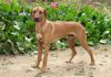 ANIMAXITTING-Clients-RhodesianRidgeback-Bali.jpg