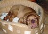 ANIMAXITTING-Chiot-DoguedeBordeaux-Panier.jpg