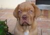 ANIMAXITTING-Chiot-DoguedeBordeaux-Portrait.jpg