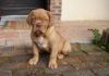 ANIMAXITTING-Chiot-DoguedeBordeaux.jpg