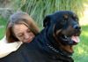 ANIMAXITTING-PreventionMorsures-Rottweiler-Adolescente.jpg